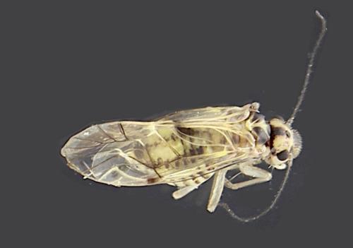 Psocus bipunctatus